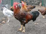 haan leghorn roodporselein zeldzaam, Dieren en Toebehoren, Pluimvee, Mannelijk, Kip