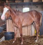 jeune etalon, Animaux & Accessoires, Chevaux, Moins de 160 cm, Cheval western, Étalon, 0 à 2 ans