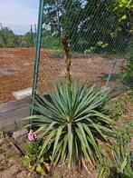 Yucca palm met bloem!, Tuin en Terras, Planten | Bomen, 100 tot 250 cm, Palmboom, Ophalen, Volle zon