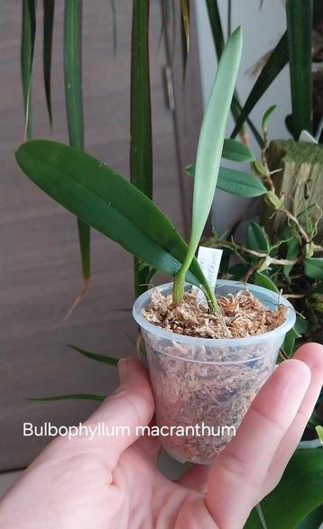 Orchidée Bulbophyllum macranthum * Odeur fruitée, Enlèvement ou Envoi