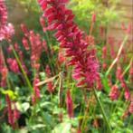 Persicaria Speciosa, Tuin en Terras, Ophalen, Halfschaduw