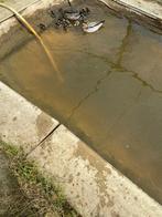 Manen ganzen, Meerdere dieren, Eend