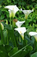 Witte aronskelk (diameter pot ongeveer 20 cm), Enlèvement, Autres espèces, Été, Plante fixe