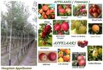 APPELBOMEN: HOOGSTAMMEN: Versch.soorten, 32€/stuk, Tuin en Terras, Ophalen, Lente, Volle zon, Appelboom