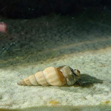 Gratis Torenslak, Dieren en Toebehoren, Vissen | Aquariumvissen