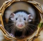 Fancy rats / Tamme rat vrouwtjes van jaar, Dieren en Toebehoren, Maart, Rat