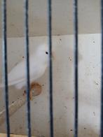 Koppel wit recessief kanaries.  Beschrijving goed lezen aub?, Dieren en Toebehoren, Vogels | Kanaries, Meerdere dieren, Kleurkanarie