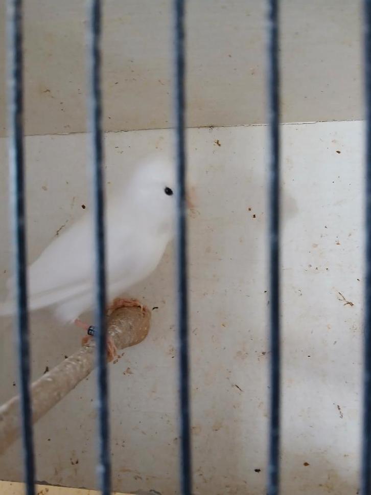 Koppel wit recessief kanaries.  Beschrijving goed lezen aub?, Dieren en Toebehoren, Vogels | Kanaries, Kleurkanarie, Meerdere dieren