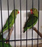 Taranta's 2025, Dieren en Toebehoren, Meerdere dieren, Dwergpapegaai of Agapornis, Geringd