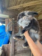 Angora en rexgora, Dieren en Toebehoren, Konijnen