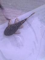 Jonge ancistrus, Dieren en Toebehoren, Vis, Zoetwatervis