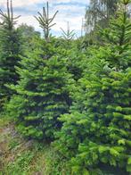 Prachtige nordmann staan in aanbieding op=op wees vlug, Tuin en Terras, Planten | Bomen, Ophalen of Verzenden