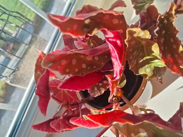 Stippen begonia beschikbaar voor biedingen