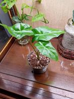 Alocasia Portodora, Huis en Inrichting, Kamerplanten, Ophalen, Minder dan 100 cm