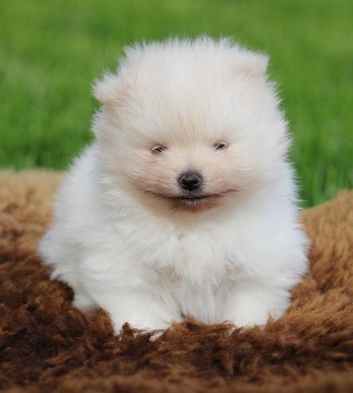 Pomeriaan pup, Dieren en Toebehoren, Honden | Poolhonden, Keeshonden en Oertypen, Teef, Keeshond, Fokker | Professioneel, Eén hond