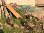 Pauwen 2025., Dieren en Toebehoren