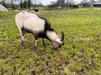 Bok Saanen x Alpine, Dieren en Toebehoren, Schapen, Geiten en Varkens