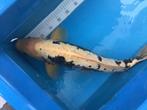 Japanse koi Kumonryu, Dieren en Toebehoren, Karper of Koi