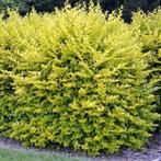 GELE HAAGLIGUSTER (ligustrum ov. "Aureum") 40/60 cm = 2€/st., Ophalen of Verzenden, Liguster, Haag, Minder dan 100 cm