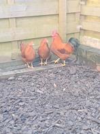 Trio new hampshire krielen, Dieren en Toebehoren, Pluimvee, Meerdere dieren, Kip