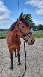 Aangeboden onze 9 jarige ruin., Dieren en Toebehoren, Paarden, Gechipt, Ruin, Zadelmak, 7 tot 10 jaar