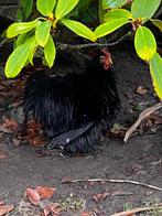 Couple poule coq de Pékin bantam pure race, Plusieurs animaux, Poule ou poulet