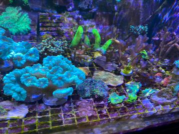Caulustrea koraal stekken