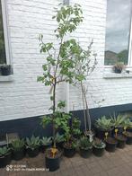 Diospyros kaki 'Cioccolatino' (Hoogte 2 meter zonder pot), Ophalen