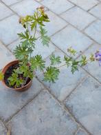 Geranium Rozanne, Tuin en Terras, Ophalen