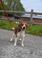 Prachtige Beagle pups, Parvovirose, Plusieurs, Belgique, 8 à 15 semaines