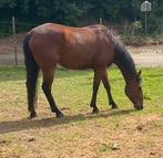 Quarter ruin, Dieren en Toebehoren, Paarden, Minder dan 160 cm, Ruin, Zadelmak, 3 tot 6 jaar
