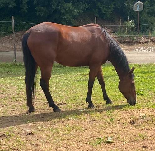 Quarter ruin, Dieren en Toebehoren, Paarden, Ruin, Zadelmak, Minder dan 160 cm, 3 tot 6 jaar, Westernpaard, Met stamboom, Gechipt
