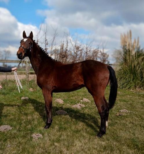 2 jarige hengst van Quatre mai L, Dieren en Toebehoren, Paarden, Hengst, L