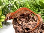 Gargoyle female juvenile