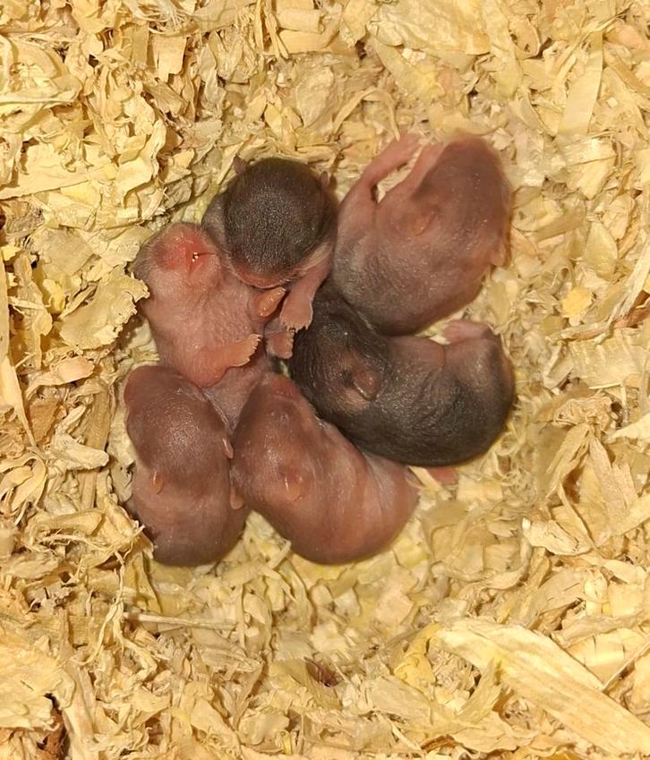 Russische dwerghamsters te reserveren, Dieren en Toebehoren, Knaagdieren, Meerdere dieren, Hamster, Januari, Tam