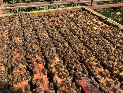 Bijenvolk, Dieren en Toebehoren, Insecten en Spinnen, Bijen