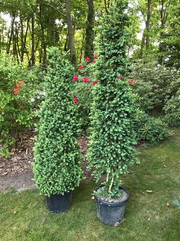 Buxus in pot, Tuin en Terras, Ophalen, Buxus, 100 tot 250 cm