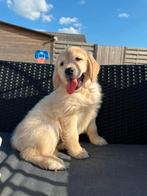 Golden Retriever pups, Golden retriever, België, Fokker | Hobbymatig, CDV (hondenziekte)