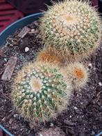 Cactussen, Ophalen of Verzenden