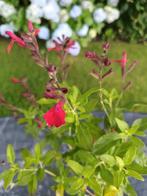 Salvia Greggi Mirage, Tuin en Terras, Ophalen