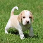 Chiot Beagle, bicolore, Animaux & Accessoires, Chiens | Beagles, Bassets & Chiens courants, Parvovirose, Un chien, Belgique, 8 à 15 semaines