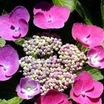 Beau hortensia 60 ou 75 cm bientôt en fleur encore en terre, Jardin & Terrasse, Enlèvement