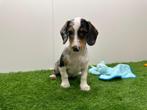 Dwergteckel pups, Dieren en Toebehoren, België, 8 tot 15 weken, Korthaar, CDV (hondenziekte)