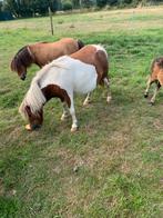 Mini shetlander merrie drachtig, Dieren en Toebehoren, Gechipt, Merrie