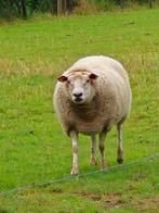 Te koop schaap ooie, Dieren en Toebehoren, Schaap