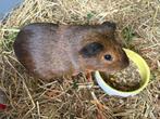 2 cavias + kooi, Dieren en Toebehoren, Knaagdieren, Maart, Meerdere dieren, Overige typen, Tam