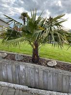 Palmbomen te koop, Jardin & Terrasse, Plantes | Arbres, Enlèvement ou Envoi