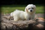 Maltezer pups, België, Maltezer, CDV (hondenziekte), 8 tot 15 weken