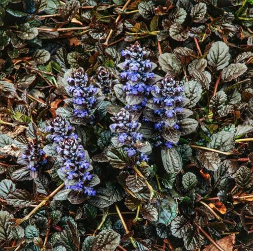 stekjes kruipend zenegroen vaste plant Ajuga, Tuin en Terras, Planten | Tuinplanten, Vaste plant, Halfschaduw, Ophalen