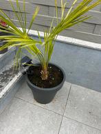 2 palmbomen winterhard, Tuin en Terras, Planten | Tuinplanten, Vaste plant, Ophalen of Verzenden, Overige soorten